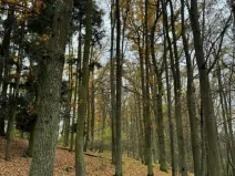 Prodej podílu lesa, Dolní Lukavice, 7998 m2