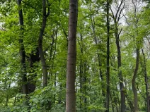 Prodej lesa, Stěbořice, 12789 m2