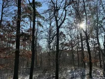 Prodej lesa, Sedlec, 1646 m2