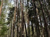 Prodej lesa, Hromnice, 20955 m2