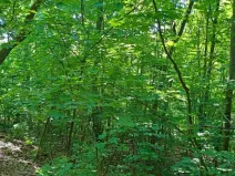 Prodej pozemku, Bechyně, 7030 m2