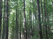 Prodej lesa, Vyskytná, 12390 m2