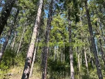 Prodej lesa, Nýdek, 16920 m2