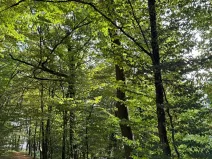 Prodej lesa, Háj ve Slezsku, 4689 m2