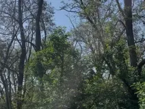 Prodej lesa, Dobré Pole, 4208 m2