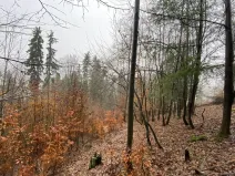 Prodej lesa, Jedlí, 1198 m2