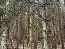 Prodej lesa, Dvory nad Lužnicí, 3483 m2