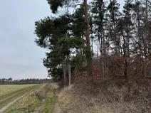 Prodej lesa, Týnec nad Labem, 7079 m2