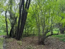 Dražba louky, Velká Polom, 2296 m2