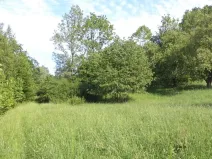 Dražba louky, Děčín, 15764 m2