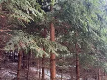 Prodej lesa, Lutonina, 18019 m2