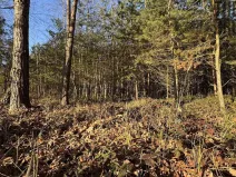 Prodej lesa, Pardubice, 8225 m2