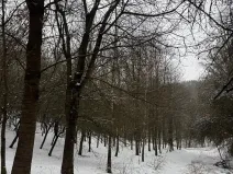 Prodej lesa, Chotiměř, 26763 m2