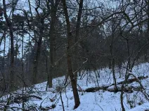 Prodej lesa, Kralupy nad Vltavou, 20392 m2