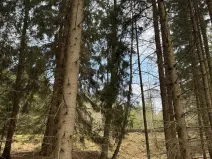 Prodej lesa, Žimutice, 2720 m2