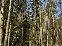 Prodej lesa, Vlastiboř, 3491 m2