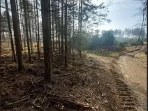 Prodej lesa, Načeradec, 2043 m2