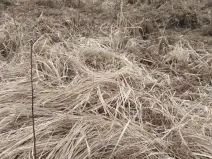 Prodej lesa, Dolní Hořice, 6269 m2