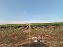 Prodej sadu/vinice, Terezín, 5465 m2