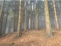 Dražba lesa, Horní Bečva, 4284 m2