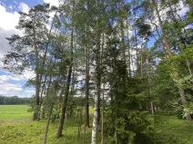 Prodej lesa, Slabčice - Nemějice, 1004 m2