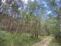 Prodej lesa, Chlumany, 4406 m2