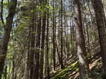 Prodej lesa, Kratušín, 6930 m2