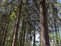 Prodej podílu lesa, Kramolín, 1401 m2