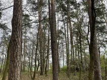 Prodej lesa, Hradiště, 3845 m2