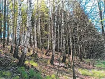 Prodej lesa, Havlíčkův Brod, 3453 m2