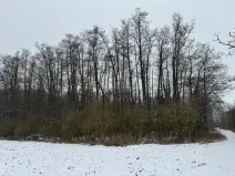 Prodej lesa, Moravský Krumlov, 2648 m2