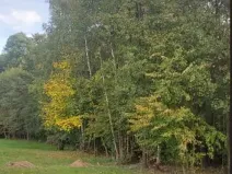 Prodej lesa, Horní Bludovice, 1625 m2