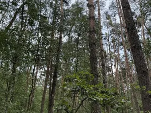 Prodej podílu lesa, Břehy, 7707 m2