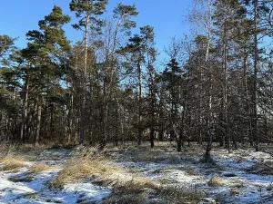 Prodej lesa, Náměšť nad Oslavou, 1645 m2