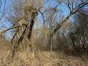 Prodej lesa, Jaroměř, 19275 m2