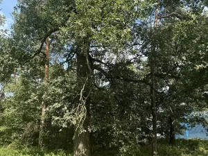 Prodej podílu lesa, Pardubice, 4656 m2