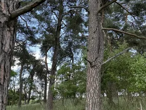 Prodej pozemku, Toužim, 3798 m2