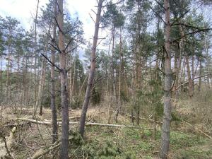 Prodej lesa, Slavičky - Pozďátky, 2084 m2