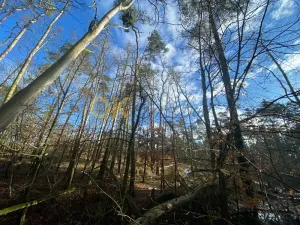 Dražba lesa, Všehrdy, 3720 m2