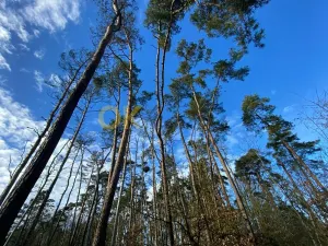 Dražba lesa, Všehrdy, 3720 m2