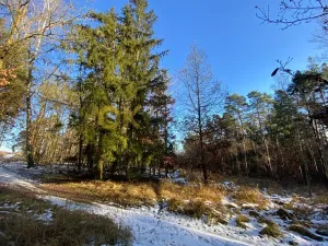 Dražba lesa, Všehrdy, 3720 m2