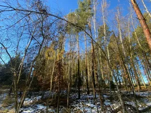 Dražba lesa, Všehrdy, 3720 m2