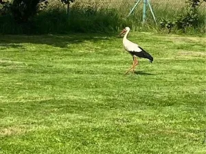 Pronájem zahrady, Havířov, Luční, 400 m2