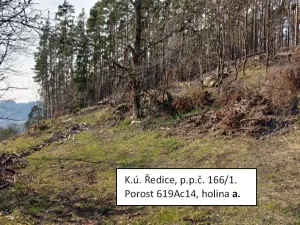 Dražba lesa, Nechvalice, 67035 m2