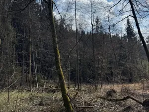 Prodej lesa, Ledeč nad Sázavou, 3240 m2