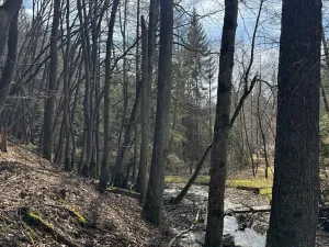 Prodej lesa, Ledeč nad Sázavou, 3240 m2