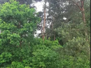 Prodej pozemku, Horní Jelení, 2133 m2
