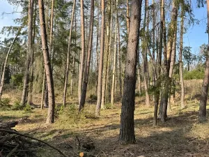 Prodej lesa, Louňovice pod Blaníkem, 4236 m2