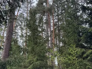 Prodej lesa, Dehtáře, 34777 m2