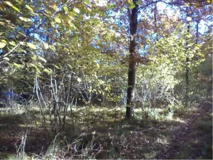 Dražba lesa, Římov, 2102 m2